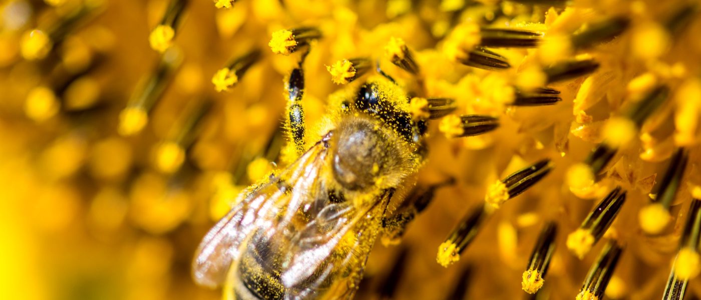 Pollinisation-abeille