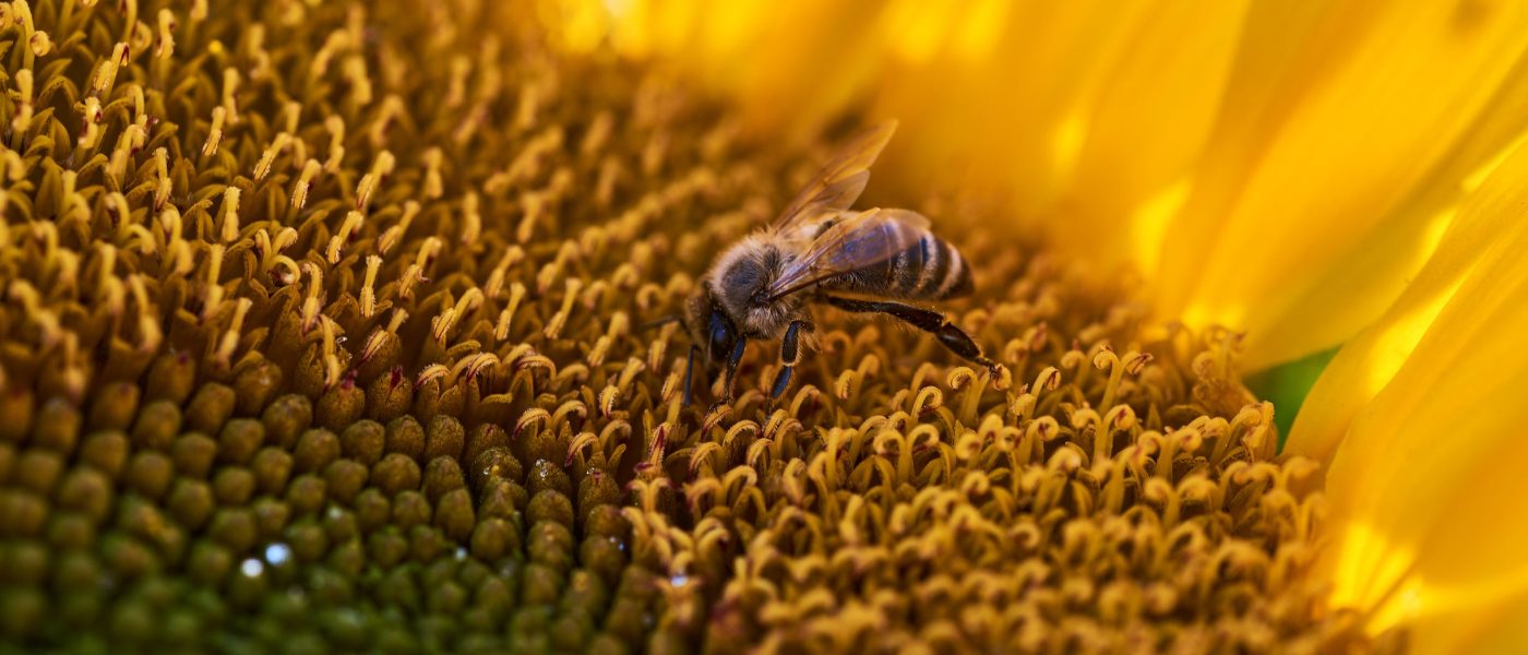 abeille-champs