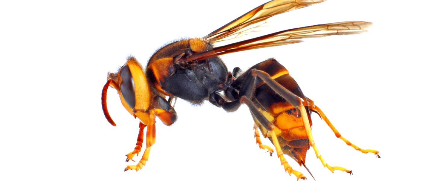 Close up of an Asian Hornet against white background