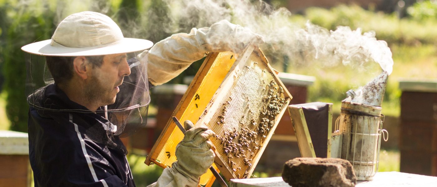 Beekeeper on apiary